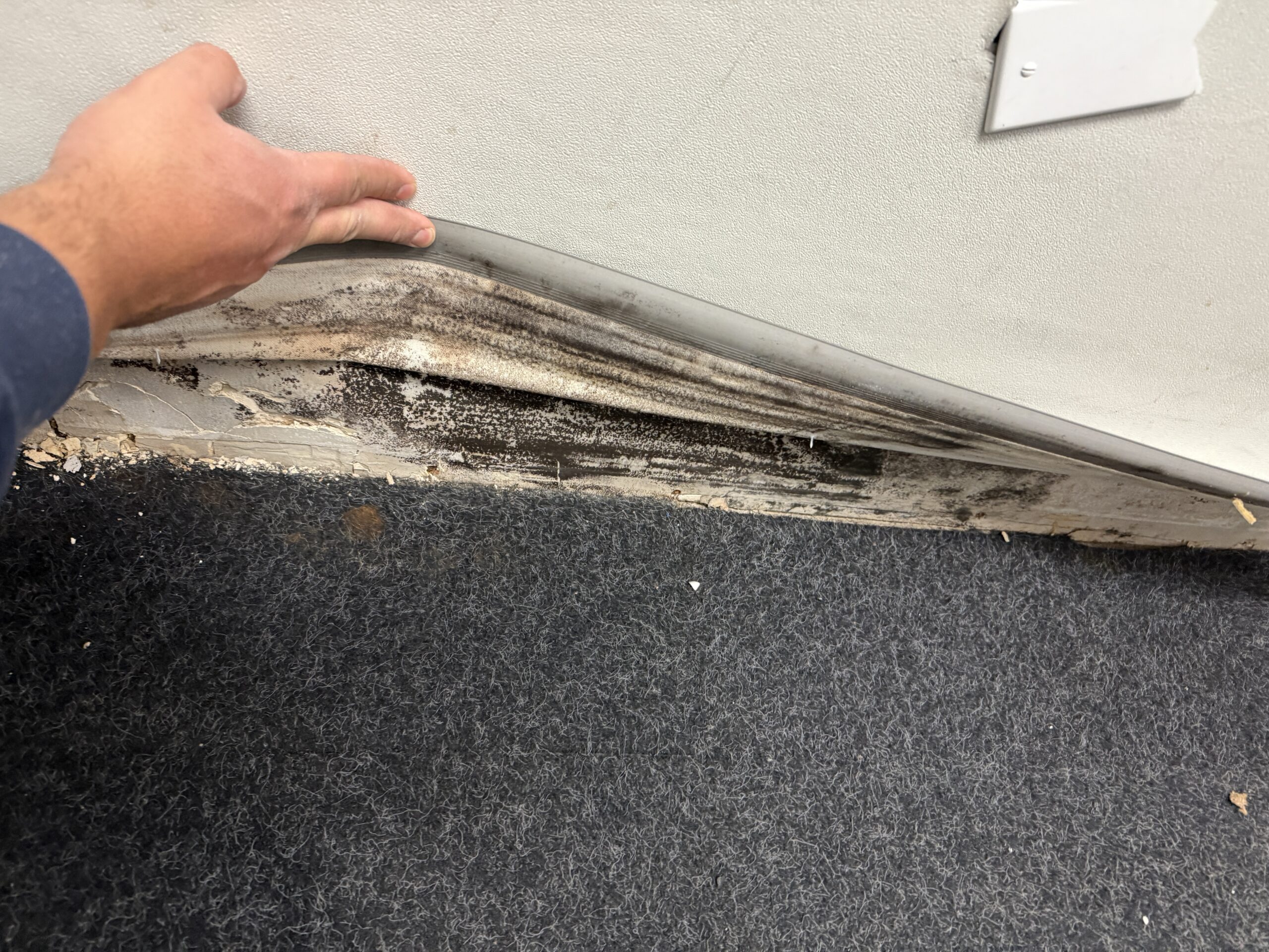 How Long Does It Take for Mold to Grow After Water Damage?